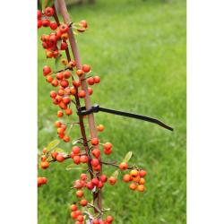 Nature gyorskötöző rögzítő műanyag, 30cm, 25db/csomag (6040427)