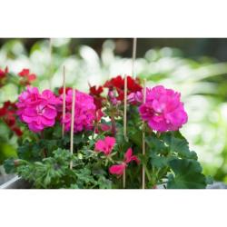 Nature bambusz növénytámasz 40 cm, 15 db (6040211)