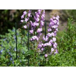 Nature műanyag virágtámasz 180cm, 16mm (6040126)