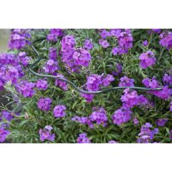 Nature hullámos ívű növénytámasz 100x45x24cm (6040328)