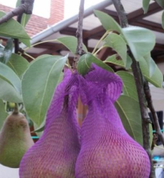 Darázs elleni védőháló 50db/cs (11878)