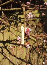 NATURE jeltábla fából színes kötöződróttal, 10 cm, 15 db (6020312)