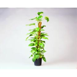 Nature kókuszkaró 120 cm (6040232)