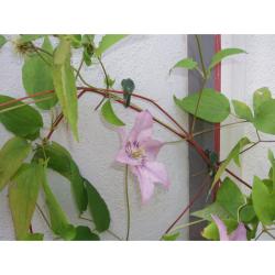 Nature futónövény rögzítő 15mm, zöld, 12 db/csomag (6040420)