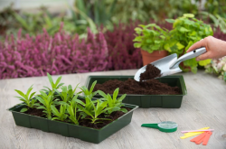 NATURE csíráztató tálca 5,5x35x23,5 cm, 5db (6020200)