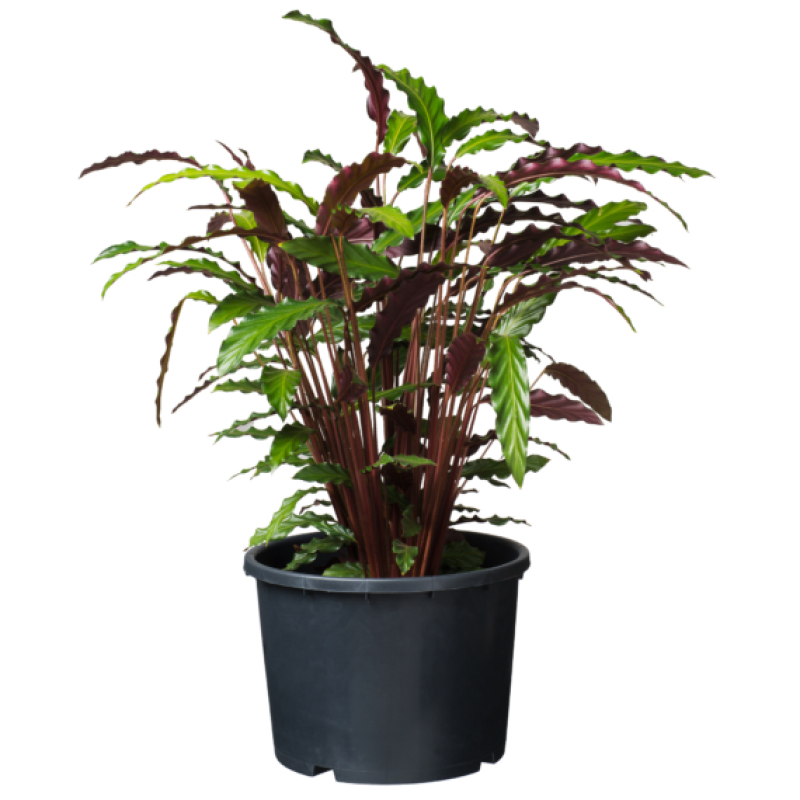 Nature ritzi konténer 15L (6070302)