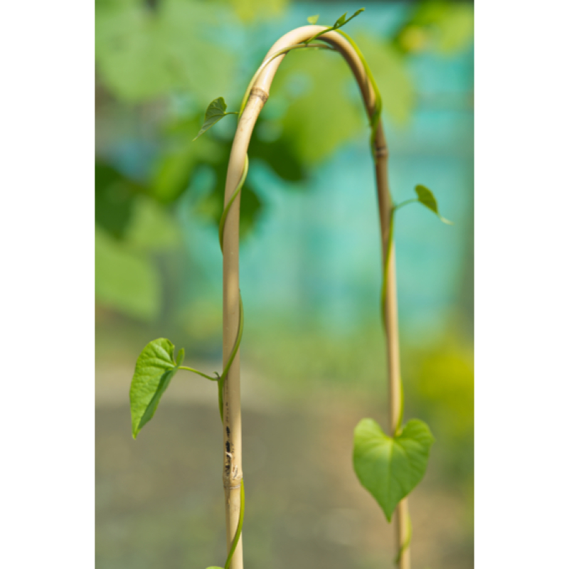 Nature hajlított bambusznád 90 cm, 3 db (6040241)