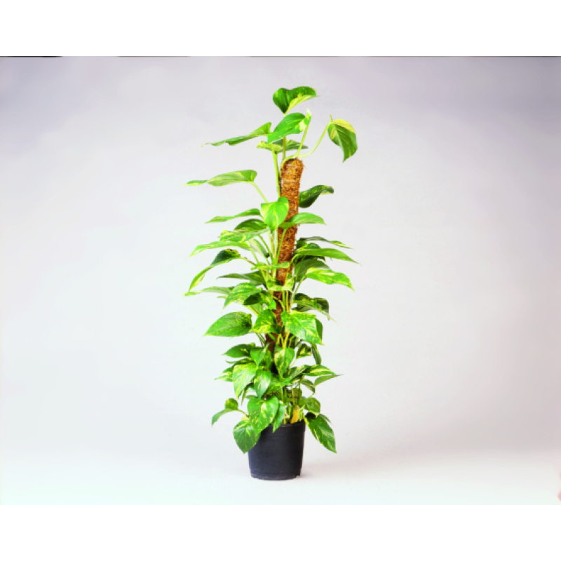 Nature kókuszkaró 120 cm (6040232)